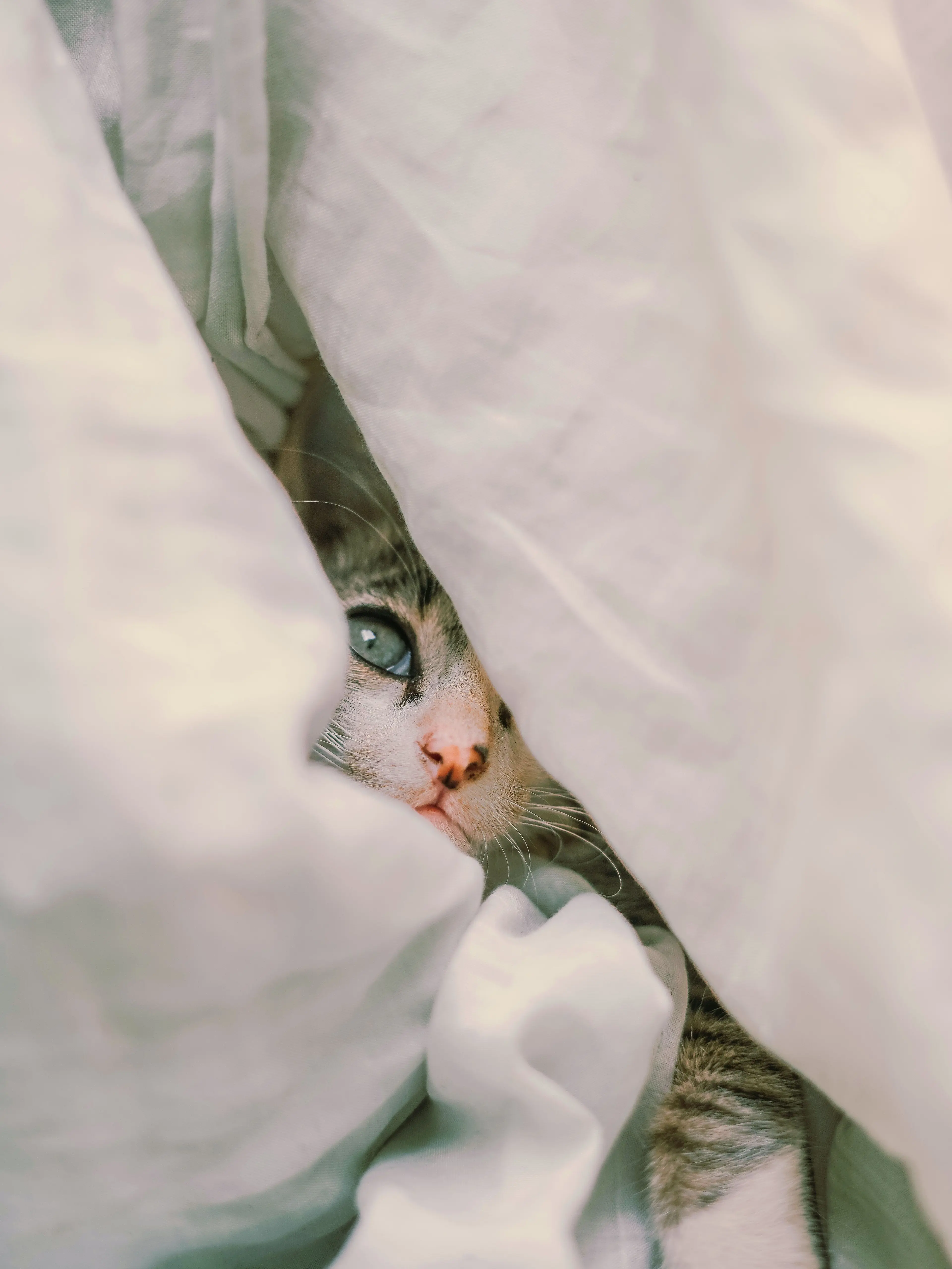 jk7의 🪶 빌려온 고양이