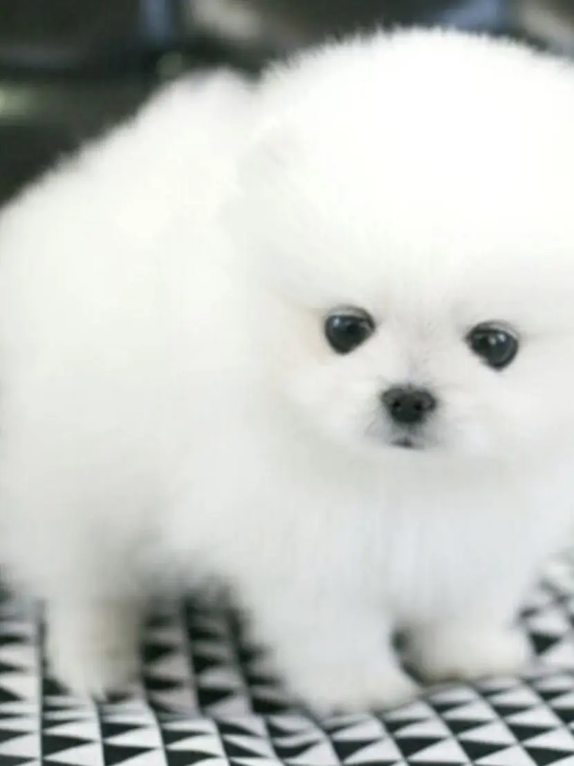 OvalFloss3711의 원이의 강아지