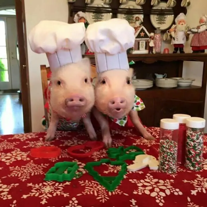 hundred의 컨휴 남녀무리