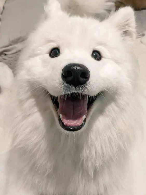 IVE_DIVE_IVE_DIVE의 아이브가 키우는 반려동물이 된다면?