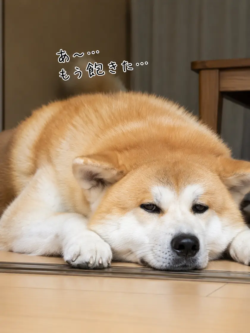 GustySkunk4721의 飽きた秋田犬