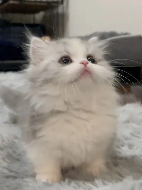 LonelySwine5746의 どうせ君もそうなんでしょ？