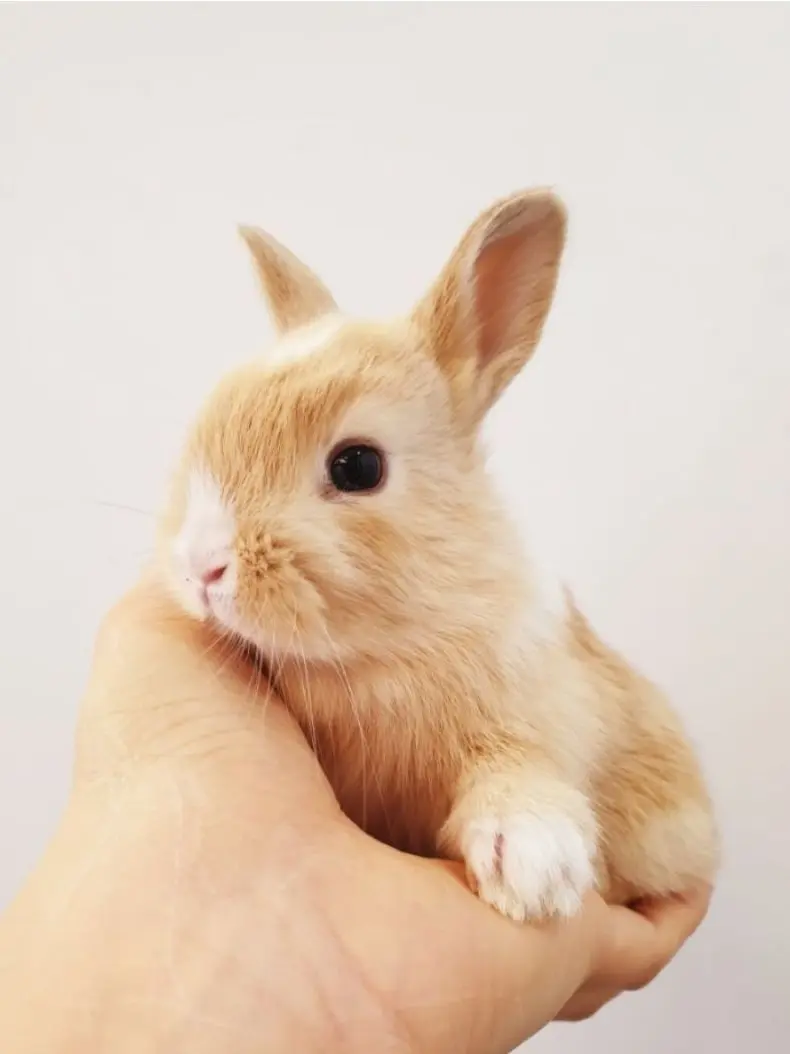 Xzxz의 으응-...부인, 화..났어어..-?