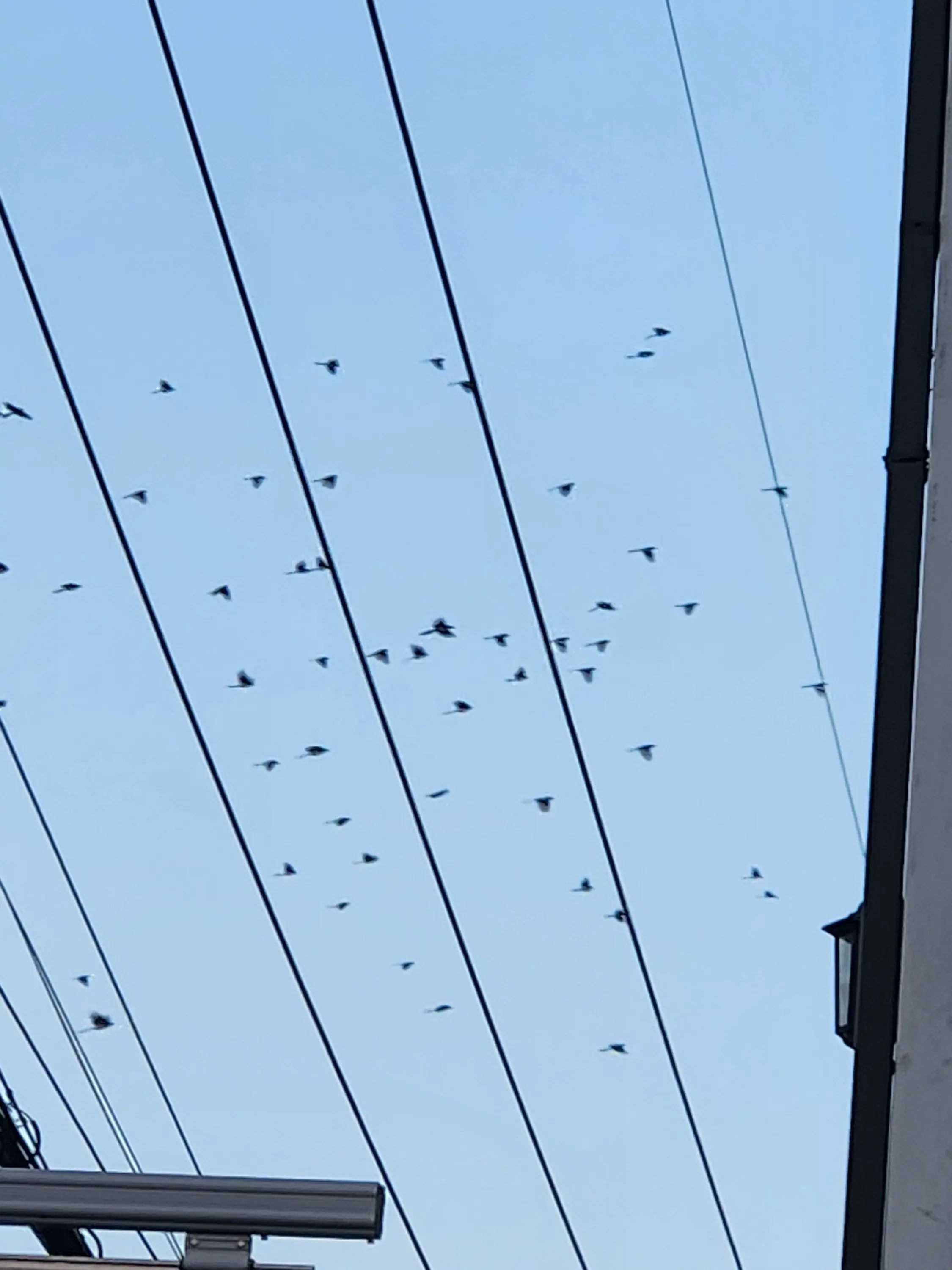 CreamLoach2522의 미수반 크리스마스편!