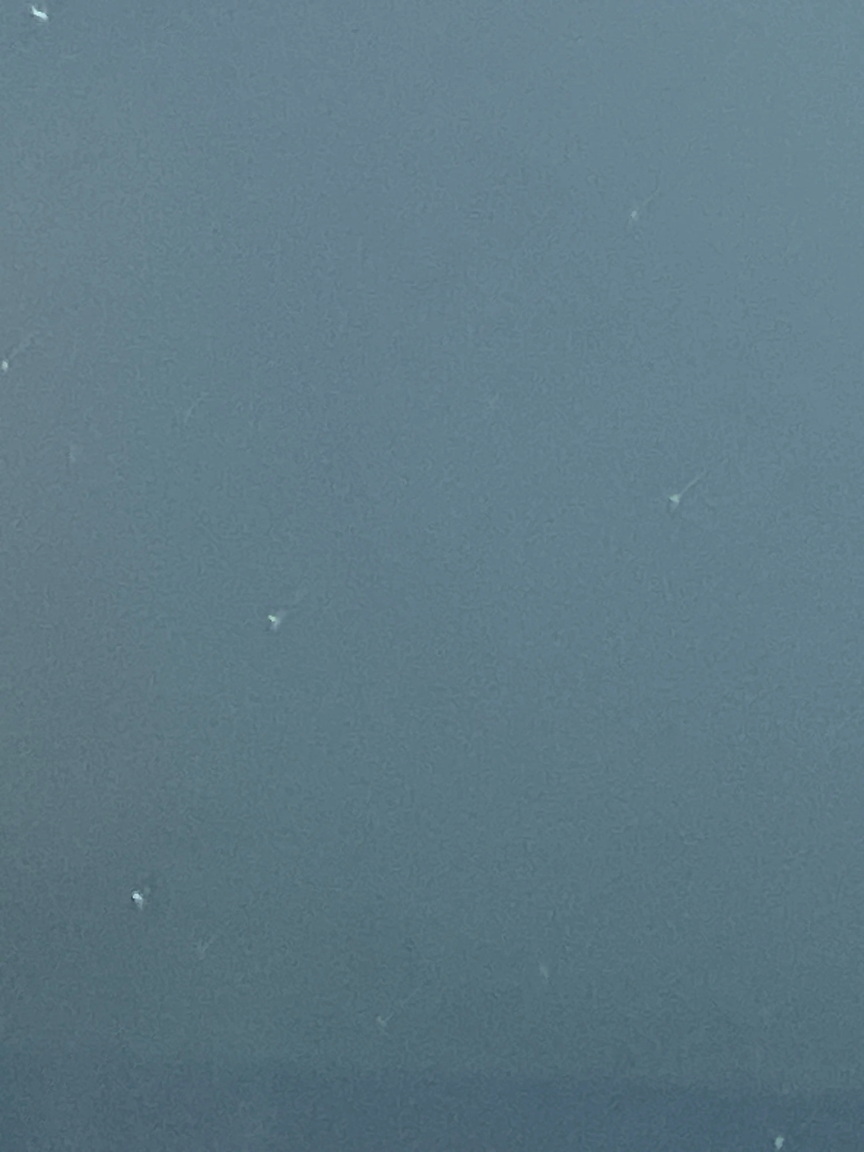 PluckyWeed0244의 진격거와 테루하시