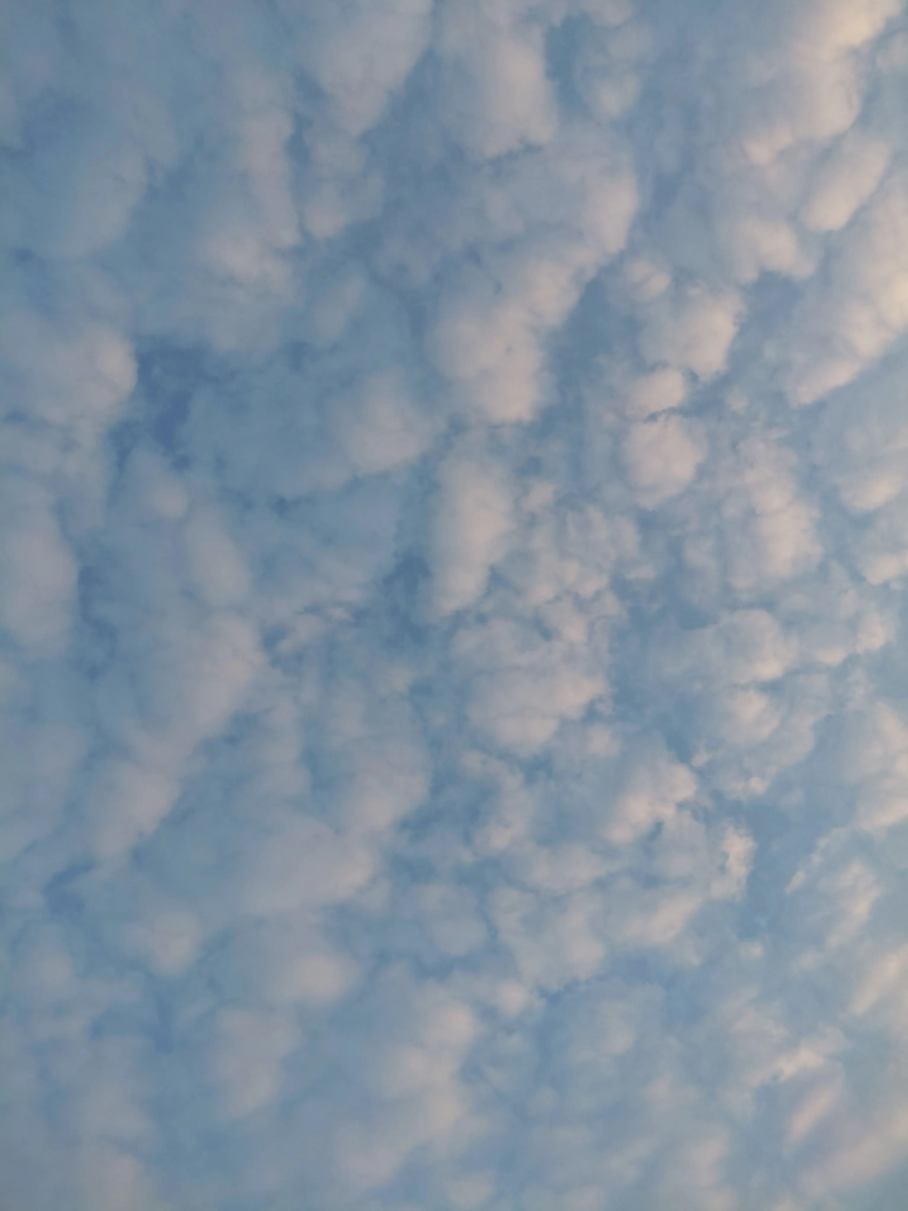 ActiveEra2063의 팀샐러드 요괴