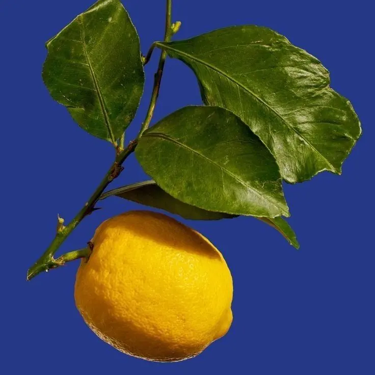 LankyTowel6911의 레몬같은 인생살이