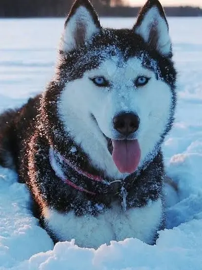 IvoryScoop5246의 Your pet husky