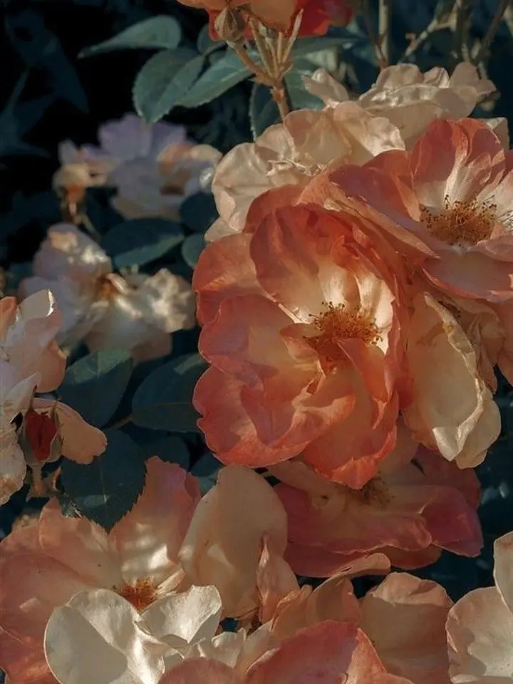 dpxnp의 꽃이 지지 않는 계절