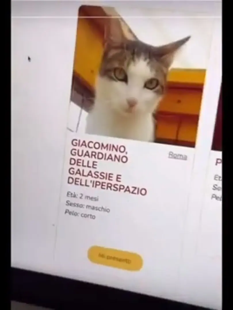 Giacominoguardianodellegalassi의 어떤 고양이를 입양할까?