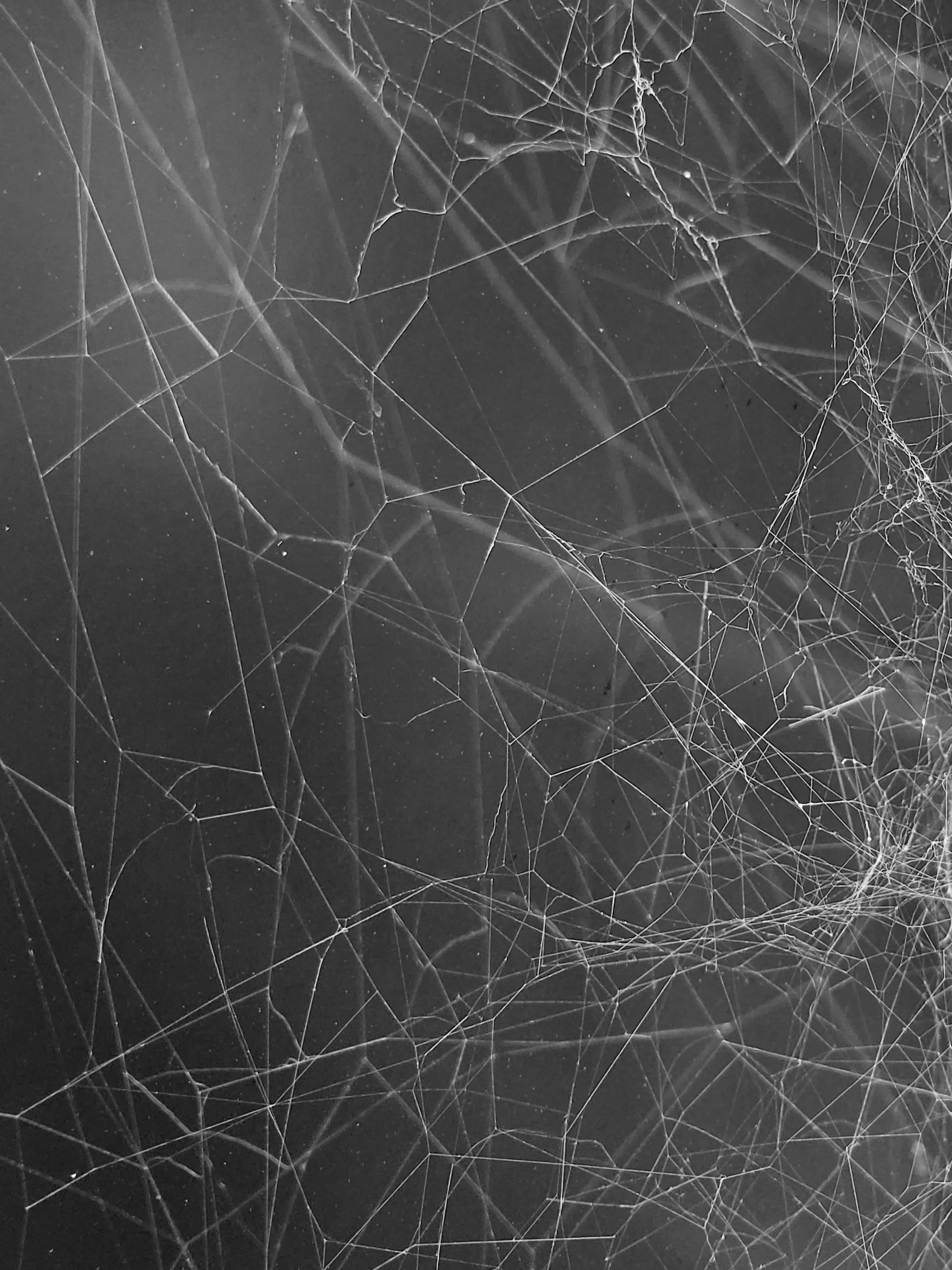 LightScoop1361의 Arachne the Spider