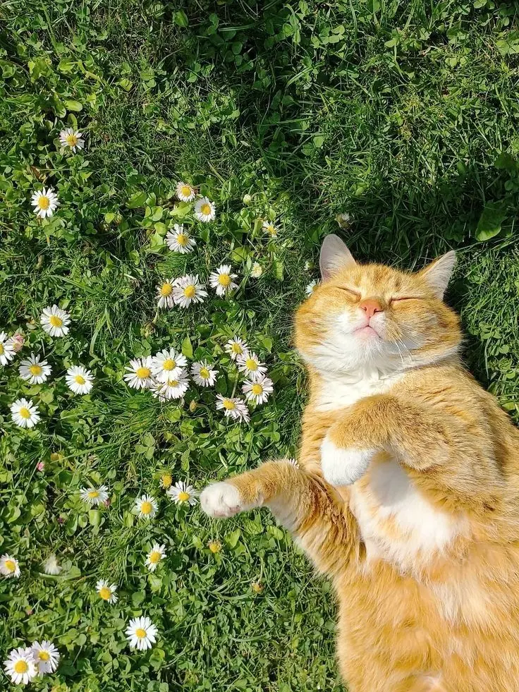 FluffyLaser6221의 인연.