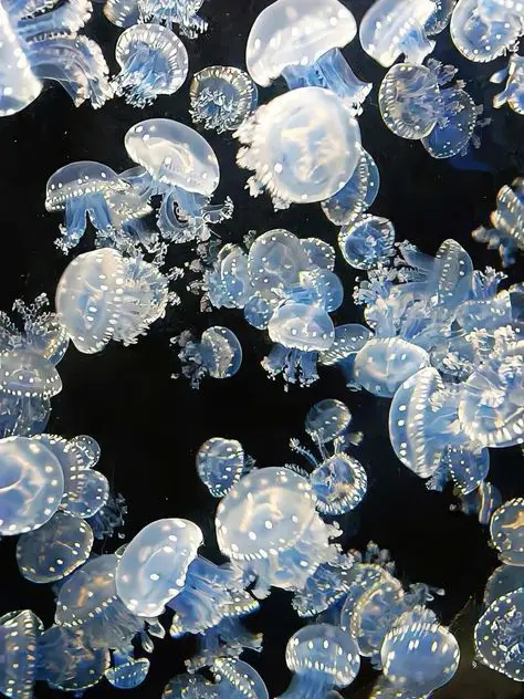 Daying073030의 시온,란,린도