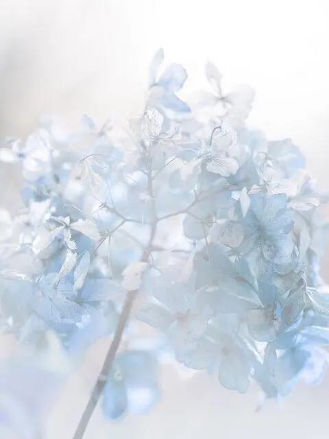 MAKU.의 소멸 ♡ {{user}}?..