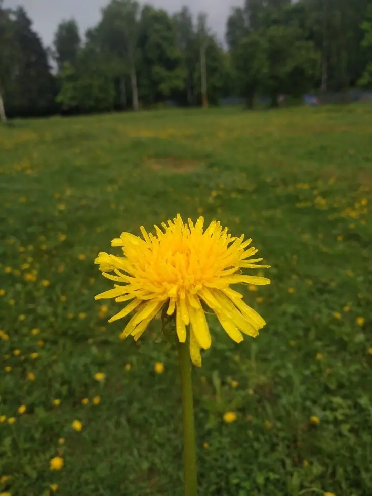 _r_r__의 ‪〝 Dandelions 〟