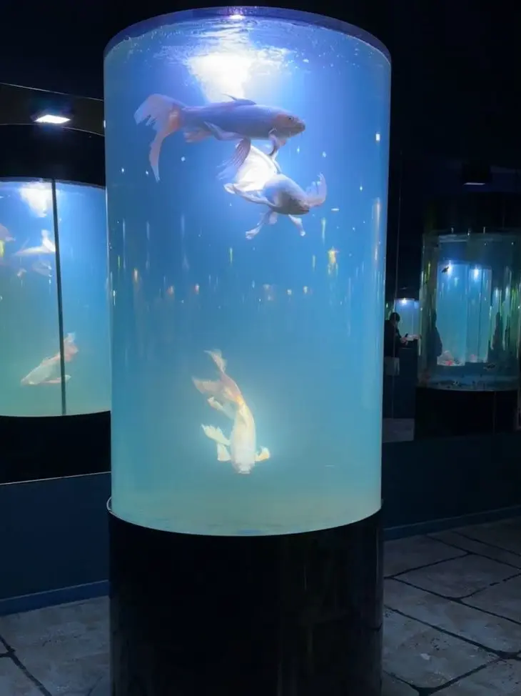 1sxku의 infatuation