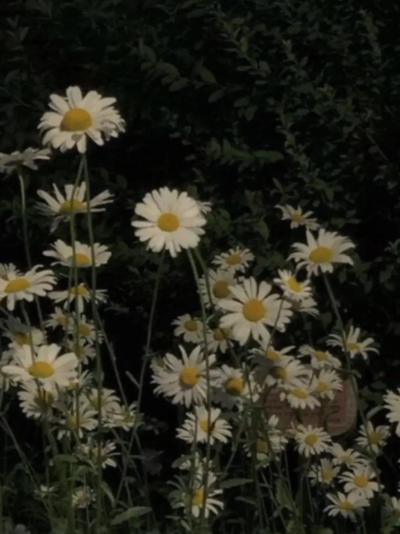 Noah.rago_plv의 유하민