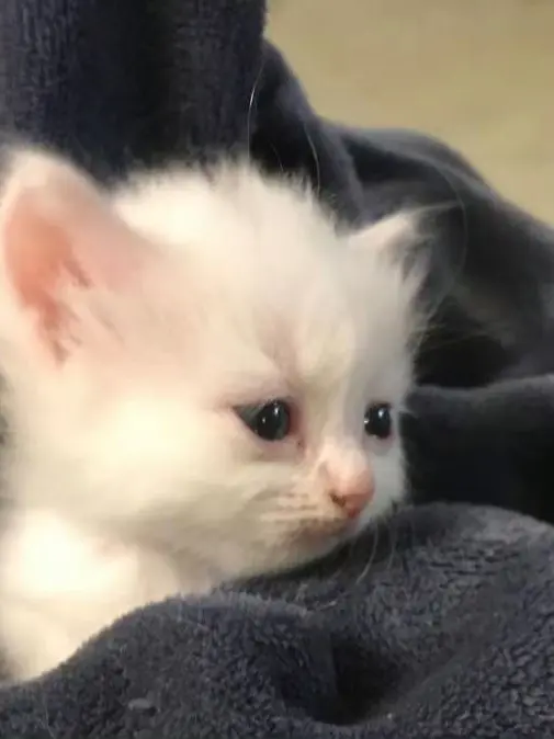 LonelySwine5746의 もう逃がさないからね