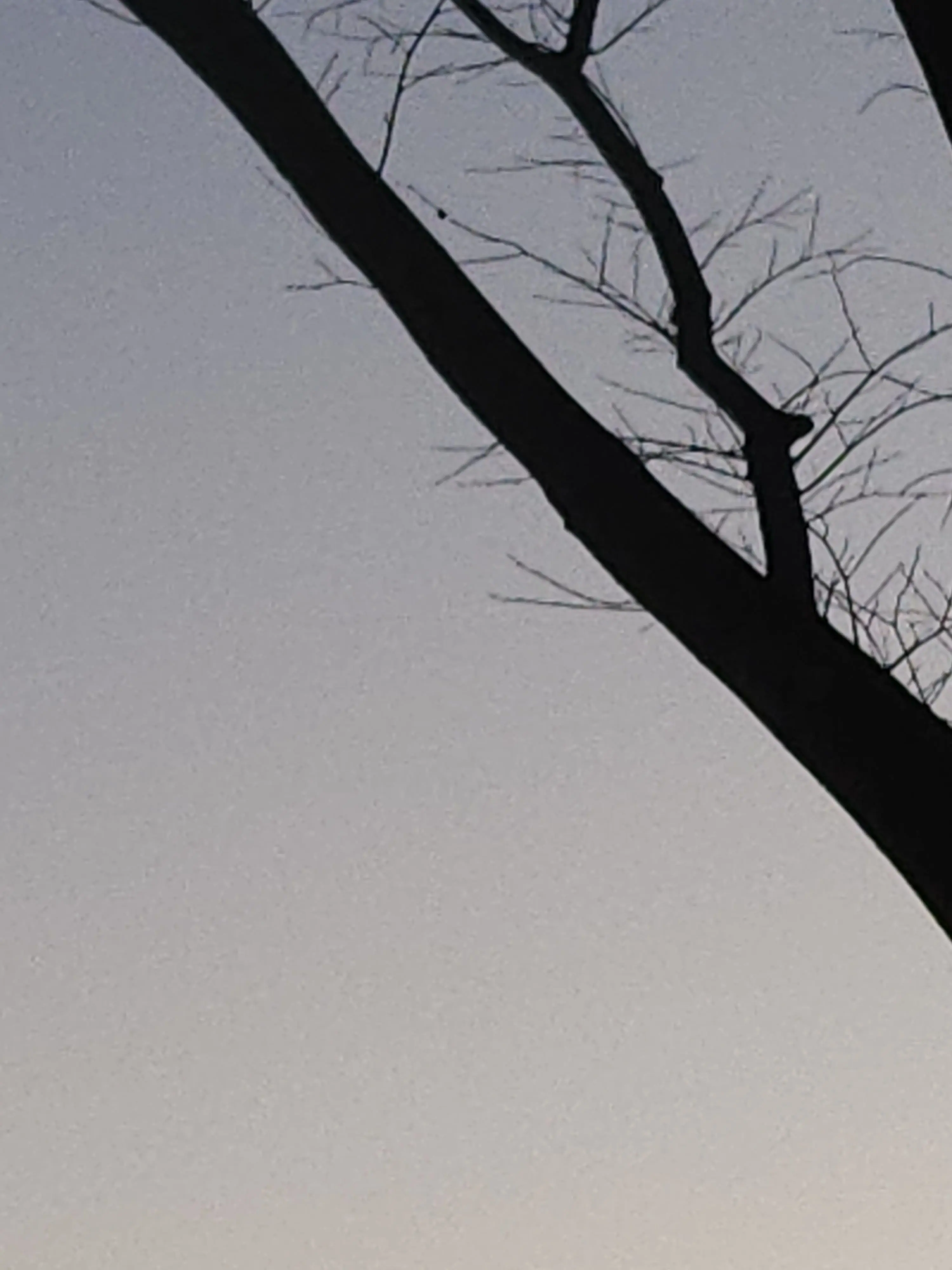 RowdyFlash3191의 사건 목격자가 일본인이다?(한국어x)