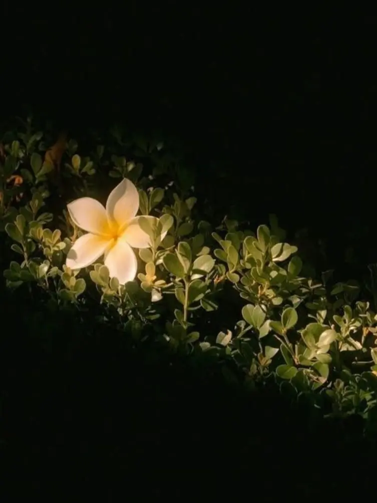 RegalTail7184의 조용한 사랑.