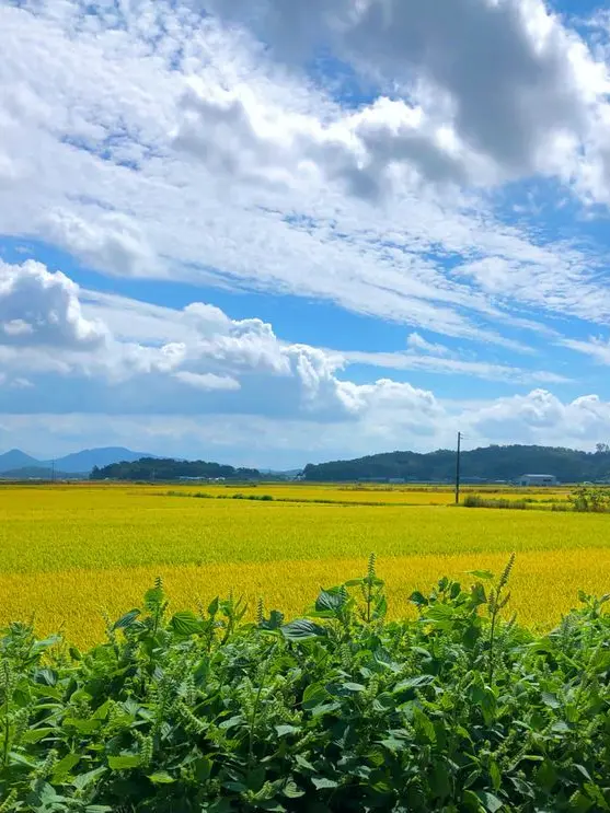 Hiori_poteto9696의 장인님! 이제 저도 장가를보내주세요!