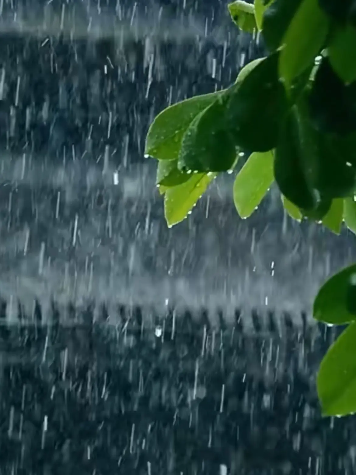 Munekyu-riringkyu-의 진짜 사랑을 보고싶다면•••