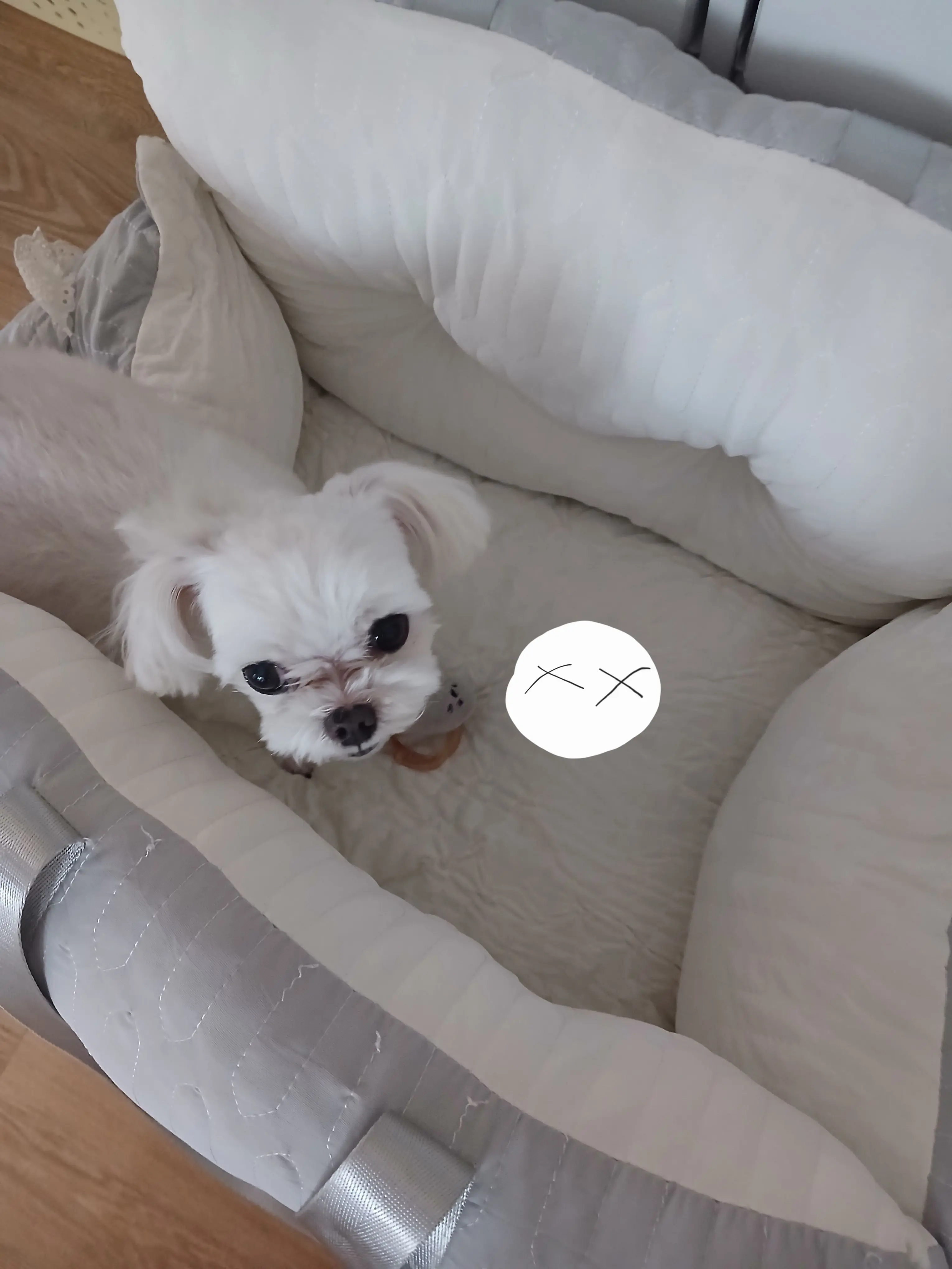 SleazyKrait7143의 왇떠컨볼을해피가사냥하고있잔아