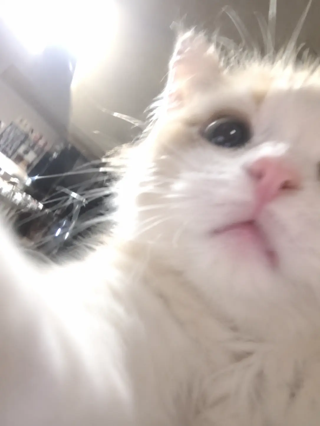 0o0o_z의 Meow