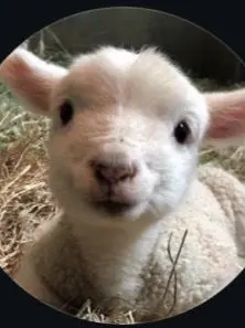 nanneomanitsumyeondwae의 몽실냐냥