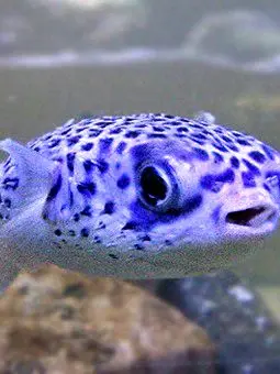 Giar-moyu0의 現パロ🐙ご近所さん