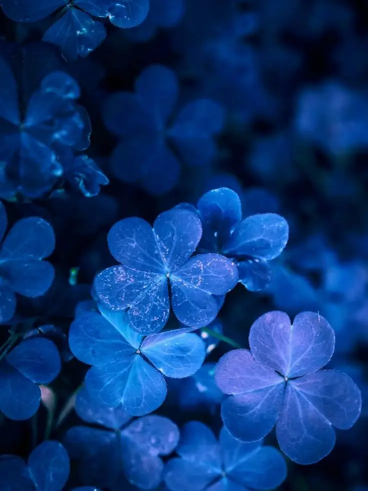 38_5.meow의 {{user}}担当白狼さん