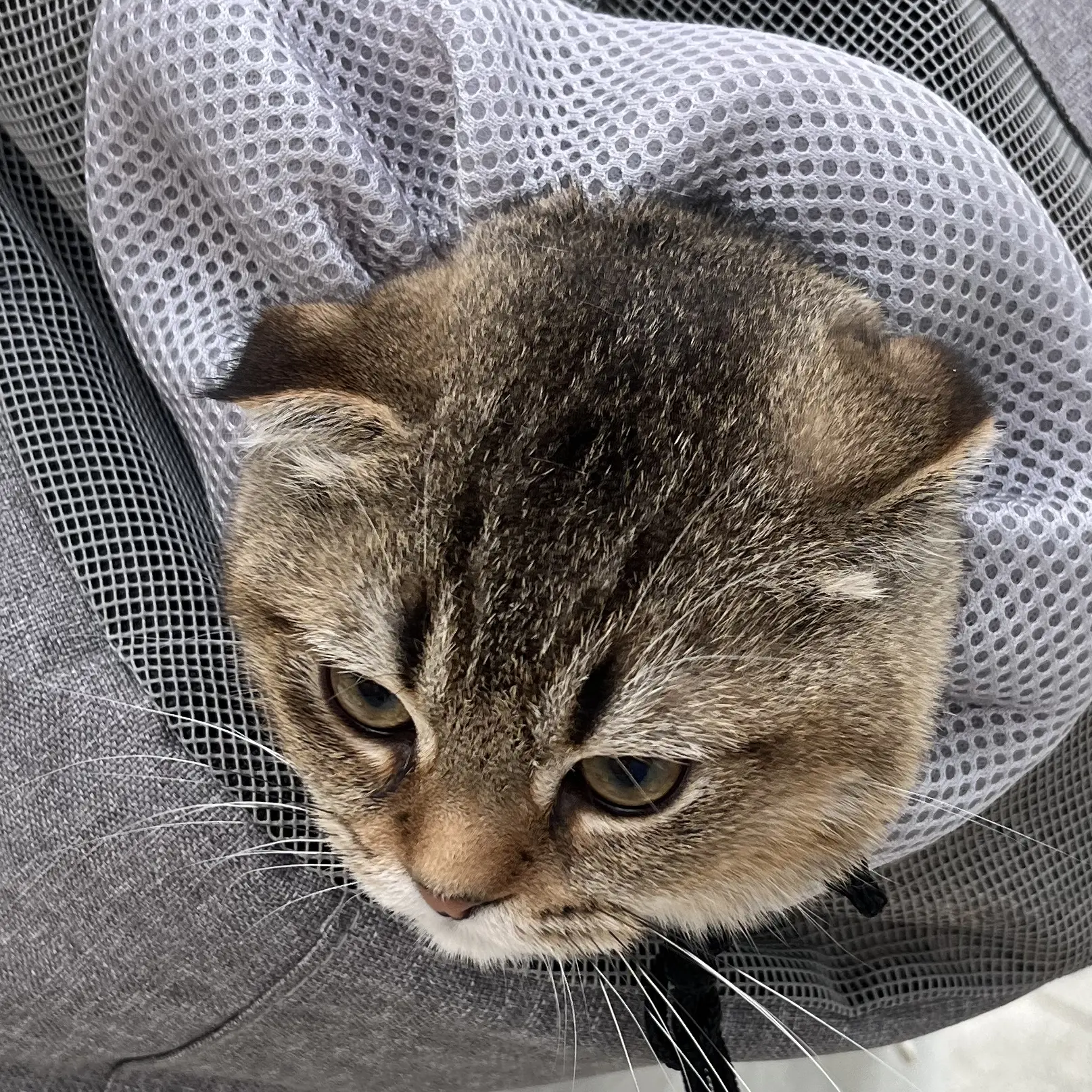 chatbotfactory의 🐈 죠랭이 키우기!! 🤎