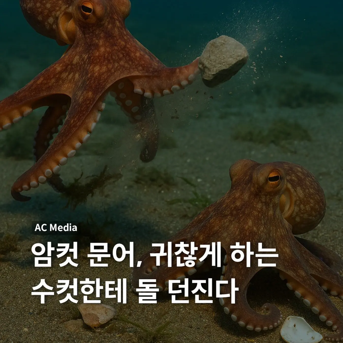 saturn247의 반반유치원(개인용+의인화)