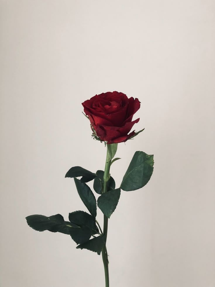 흙밭 속 장미 한 송이 대표 이미지
