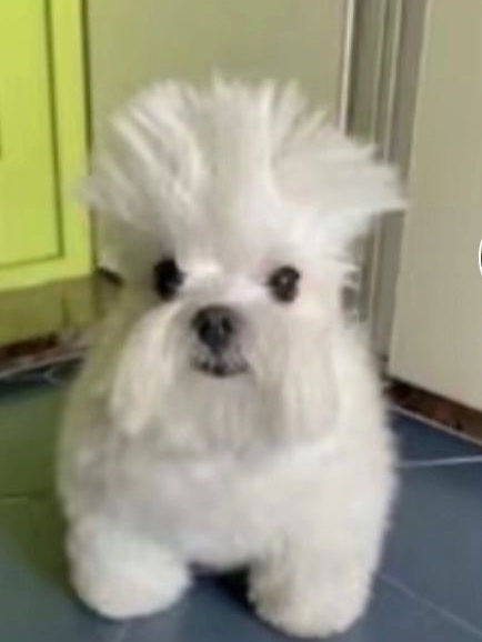 DoG 대표 이미지