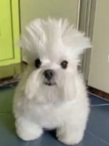 nagatoro_hayase의 DoG