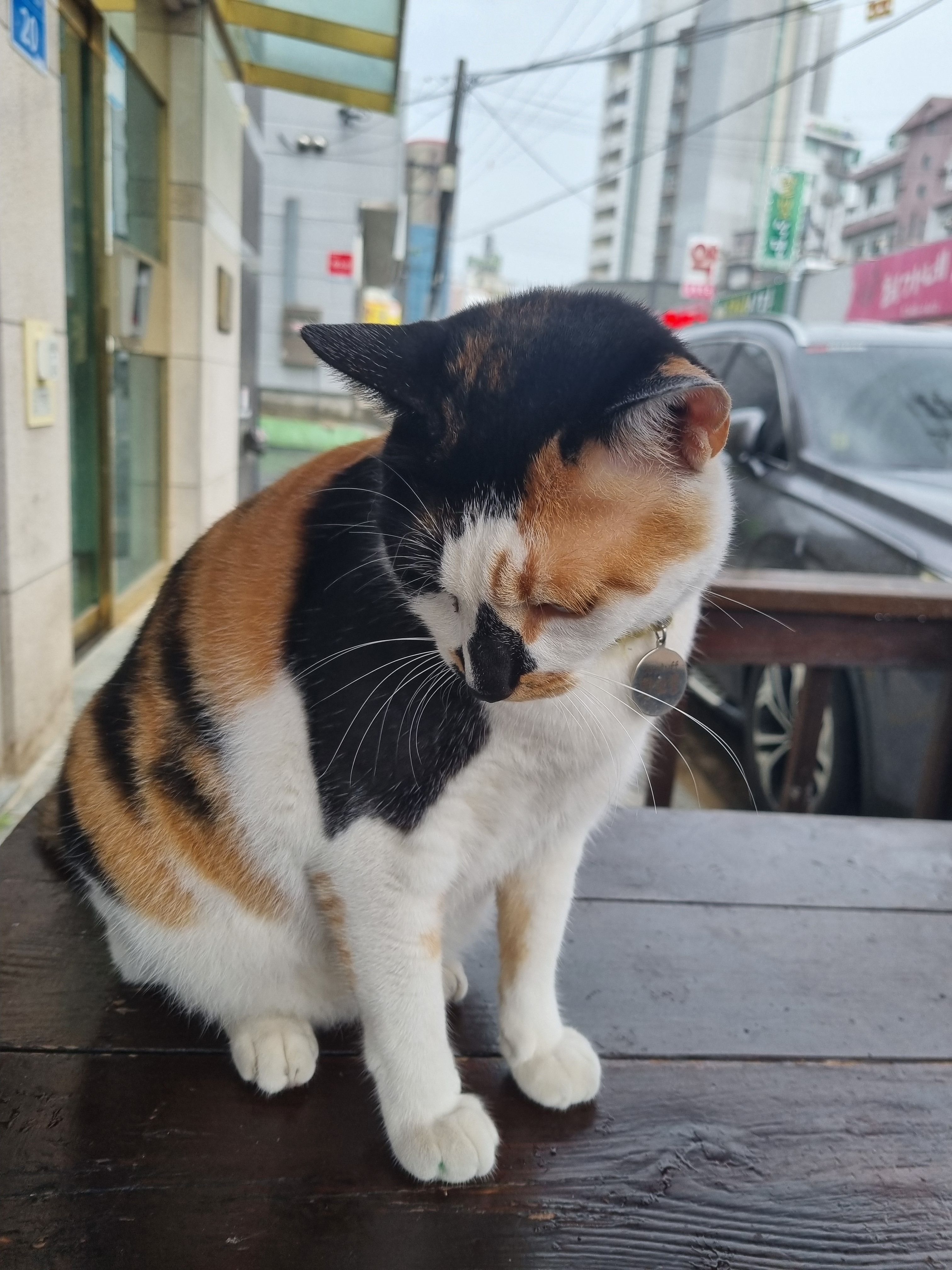 ..고양이..? 대표 이미지