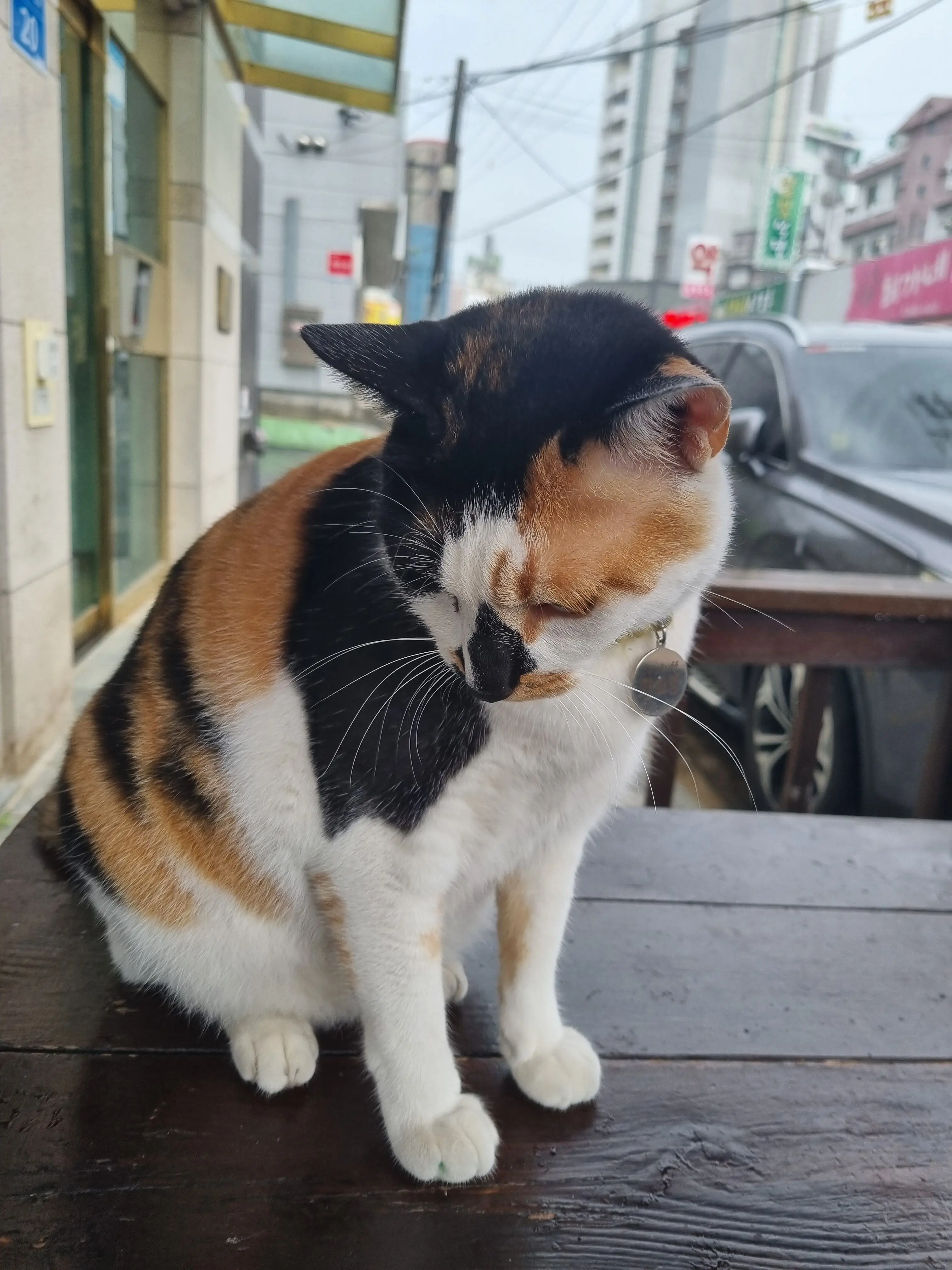 white_0263의 ..고양이..?