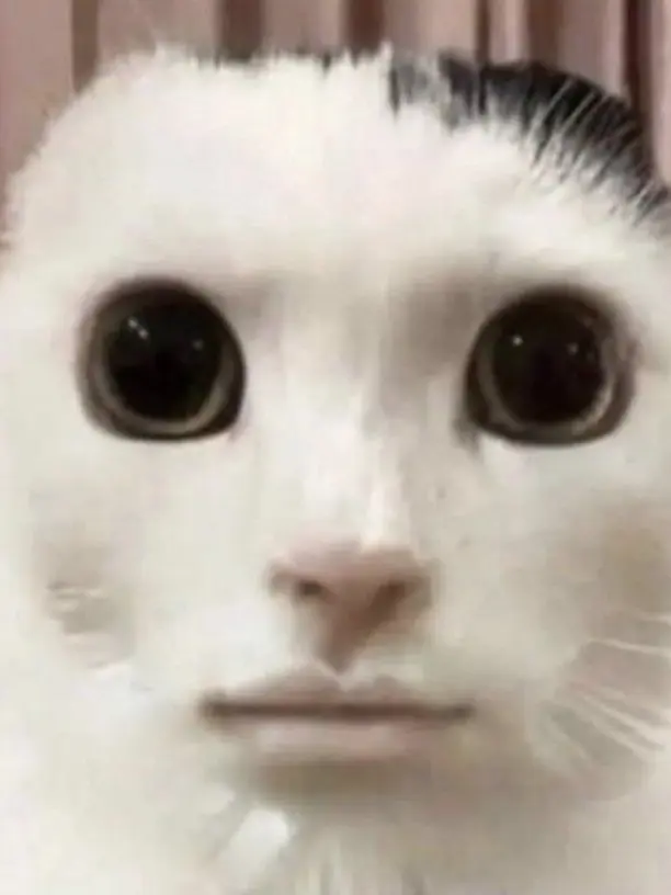 StupidGauge3556의 스트리머