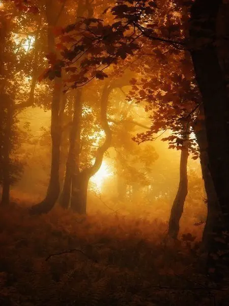 Fourleaves_41의 텔라몬
