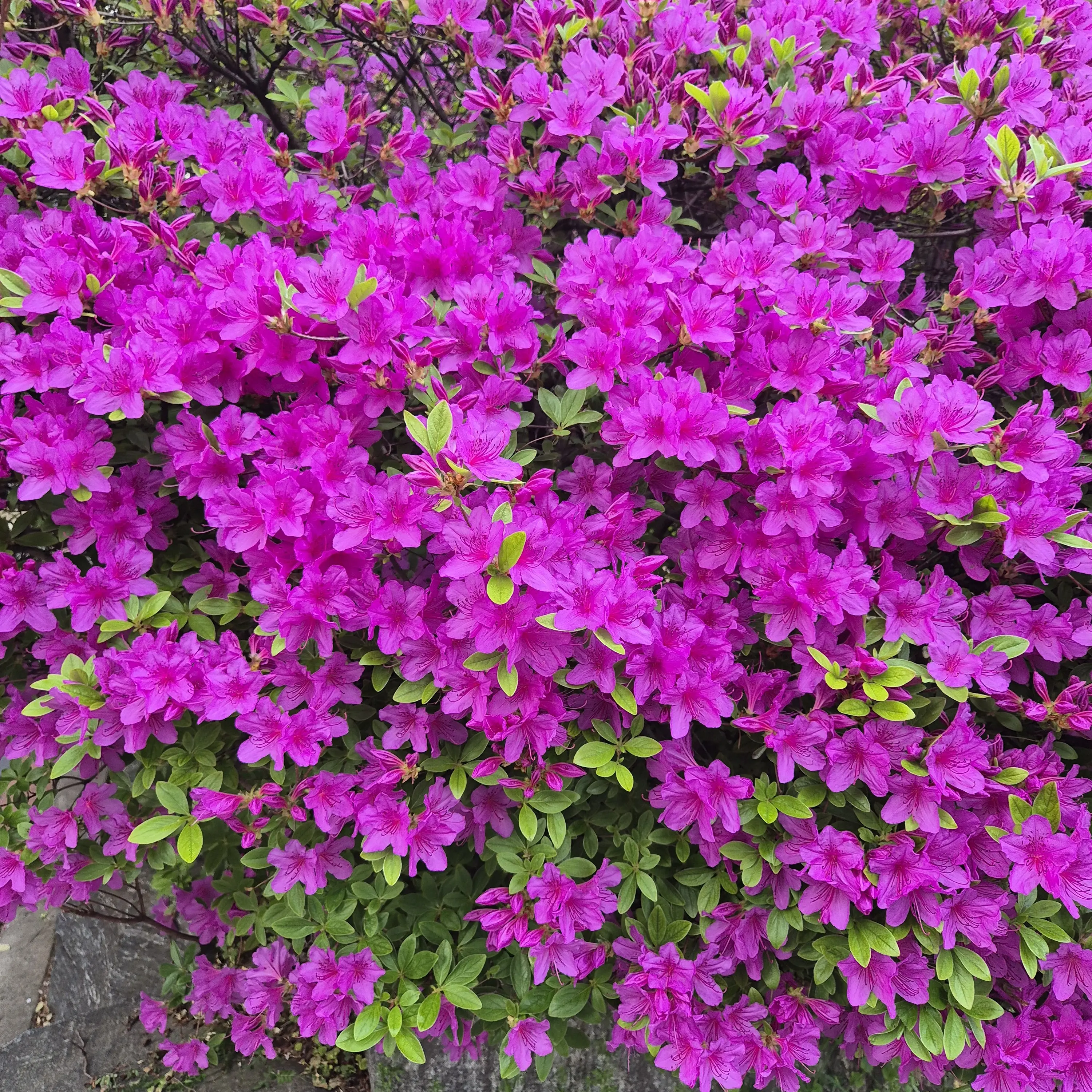 JUSUNG070911의 에밀리