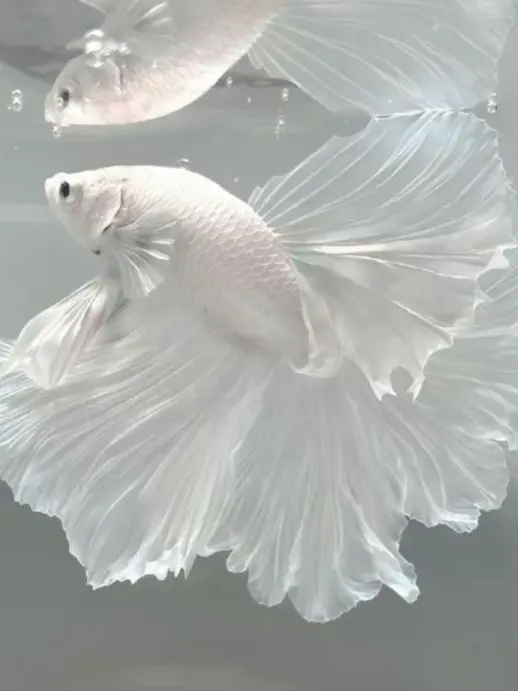 SleekGem6450의 인어무리🧜‍♀️🧜‍♂️