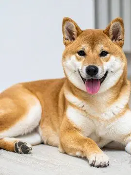 ThinDam2125의 ガチ犬シュミレーター