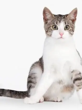 geiry_kmi의 ゲイリーは片思い(ギジ猫版）