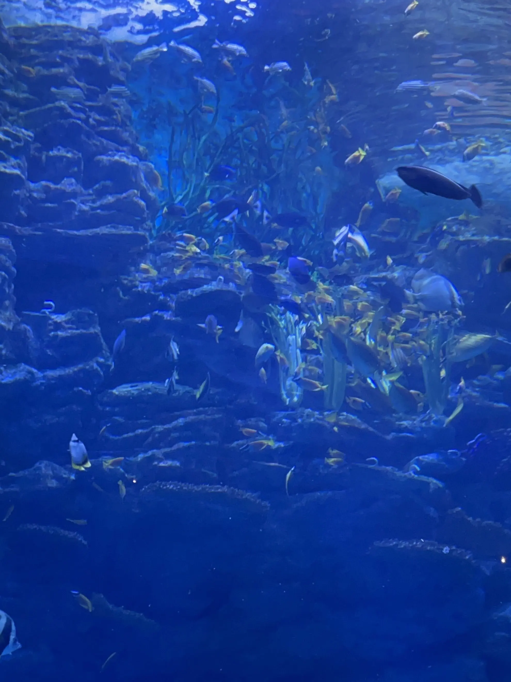 Z_ghyq의 킥플립고 수학여행