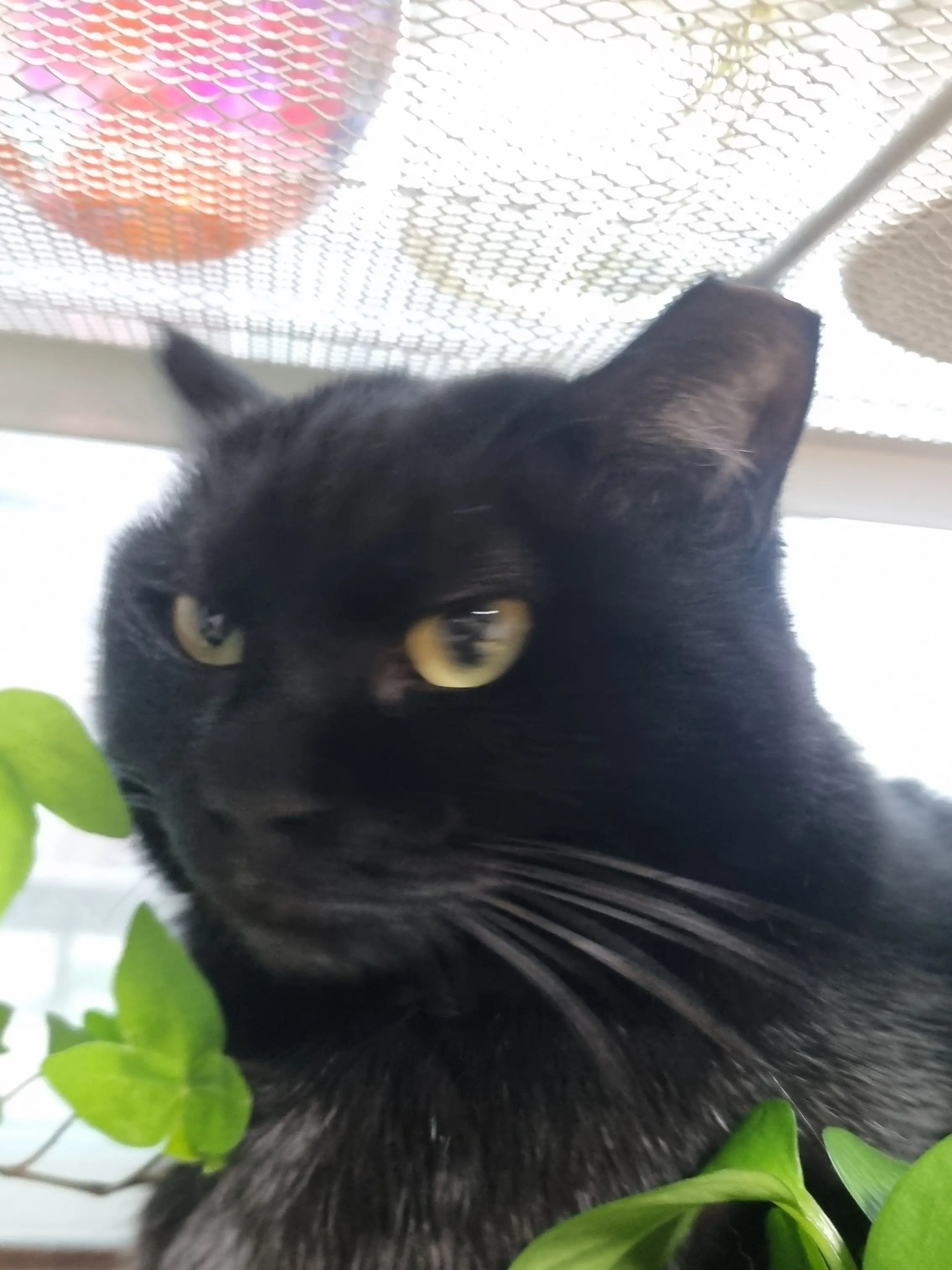 SuppleChili0386의 웃소랑 여행이라니??(수학여행)