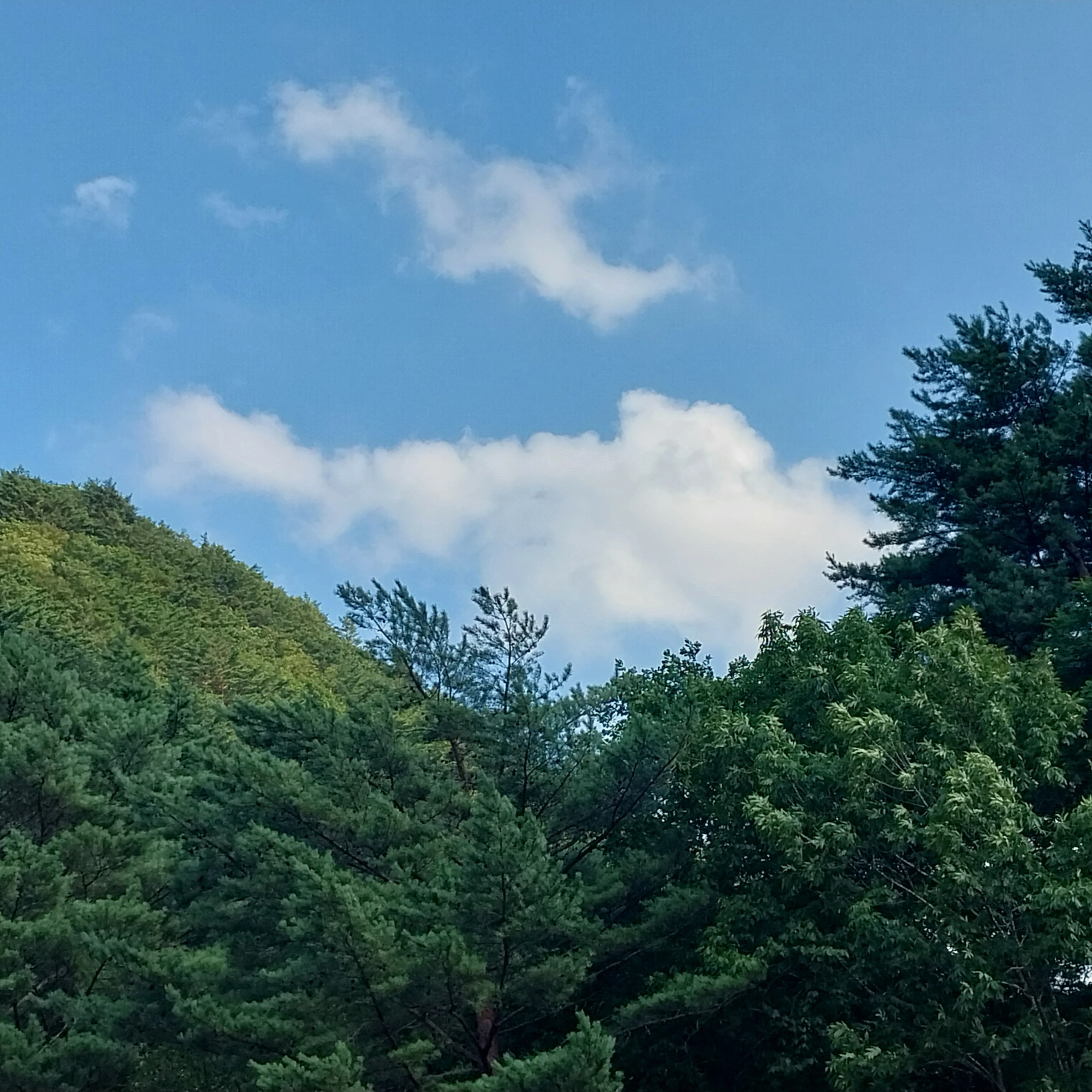 싸이코드 조직