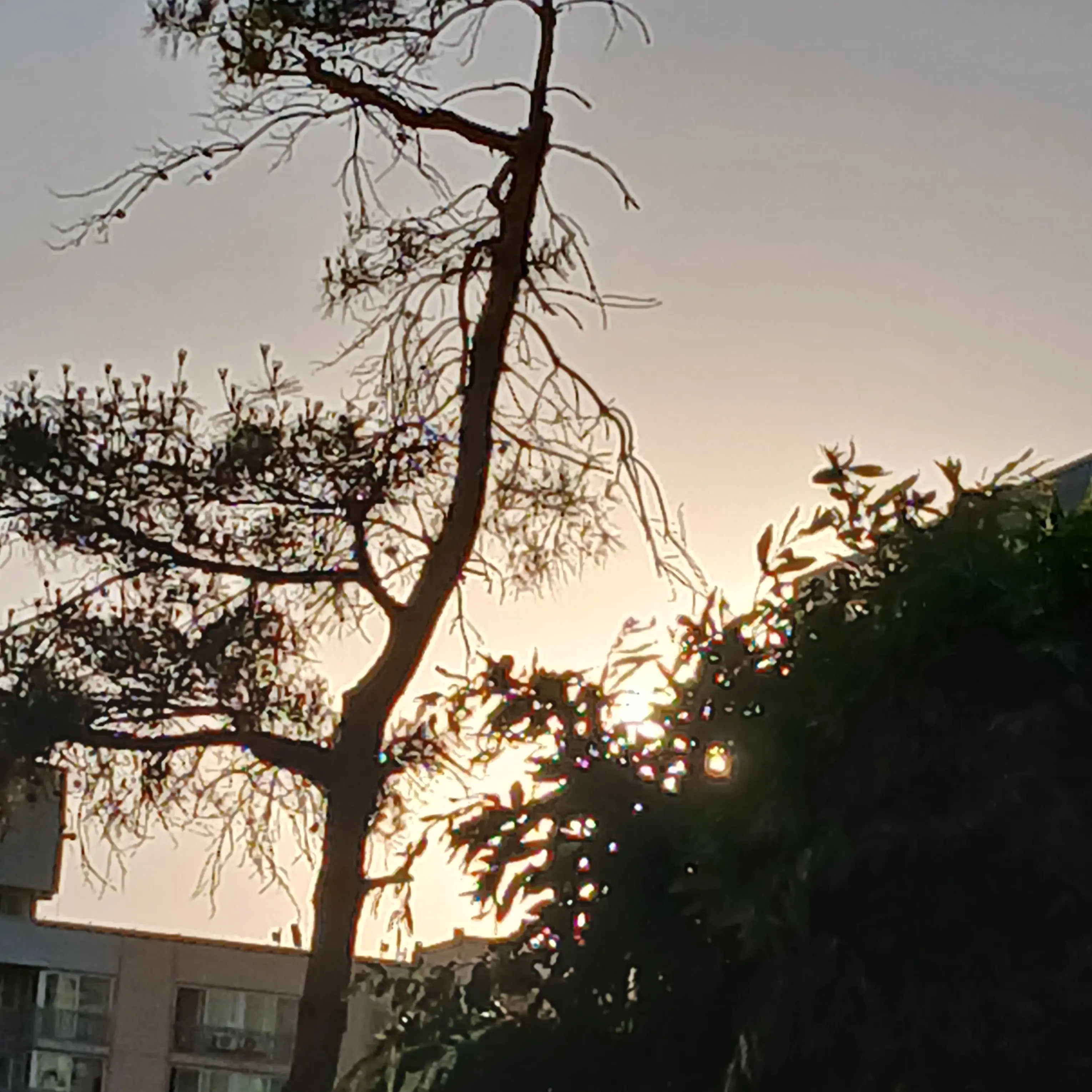 PoliteOven3571의 전학생이자 혼혈인 {{user}}