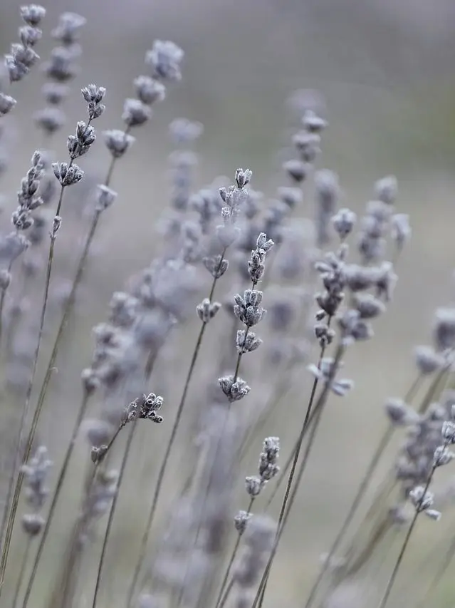 EggyDiet1838의 리레 마탑주 ver