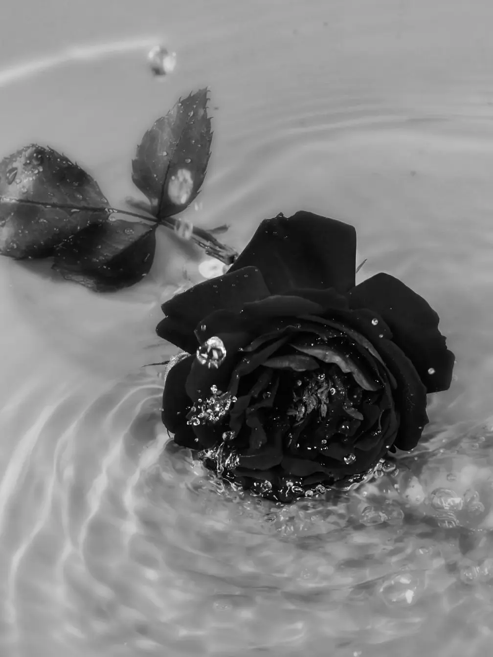 K.ut의 Black Rose